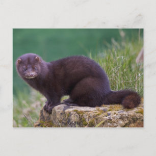 Mink Postcard