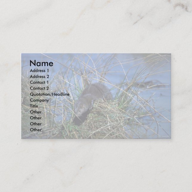 Mink resting on grassy tussock in marsh business card (Front)