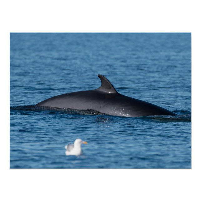 Minke whale and seagull in Northern Norway nature Poster (Front)