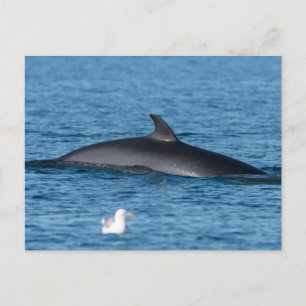 Minke whale and seagull nature photo postcard