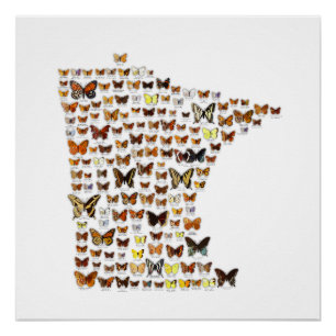 Minnesota Butterflies Poster