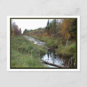 Minnesota Creek/Autumn Postcard
