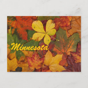 Minnesota Feuilles Automne Carte Postale