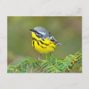 Minnesota, Mendota Heights, Magnolia Warbler Postcard