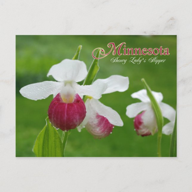 Minnesota State Flower: Showy Lady's Slipper Postcard (Front)