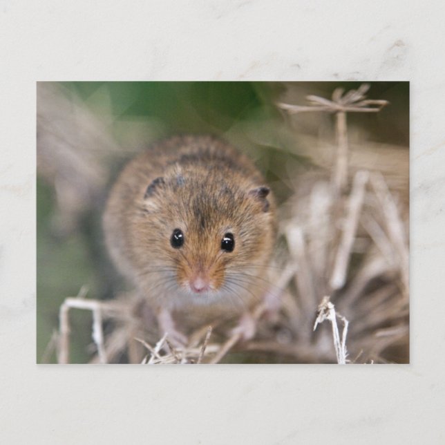 Minnie Postcard (Front)
