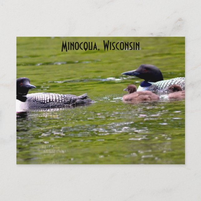 Minocqua Wisconsin Postcard Lake Up North Loons (Front)