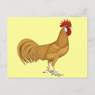 Minorca: Buff Rooster Postcard