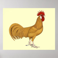 Minorca:  Buff Rooster