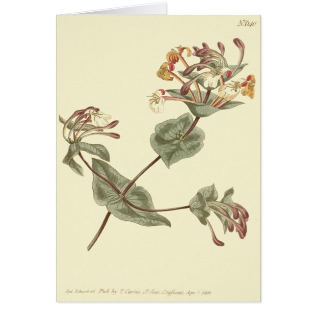 Minorca Honeysuckle Yellow Illustration (Front)