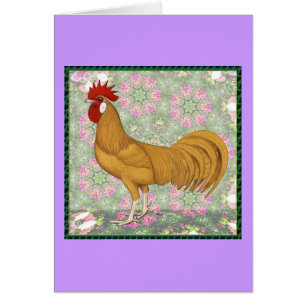 Minorca: Old-fashioned Rooster