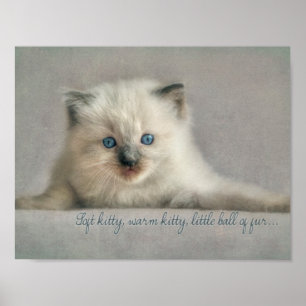 Minou mou, affiche de chaton de Ragdoll