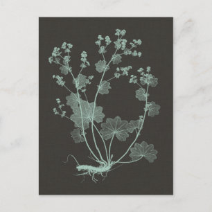 Mint & Charcoal Nature Study I Postcard