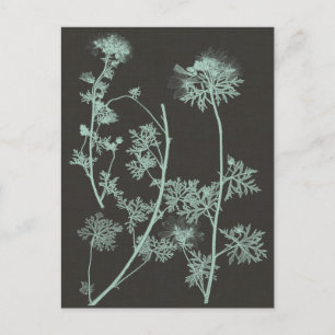 Mint & Charcoal Nature Study IV Postcard