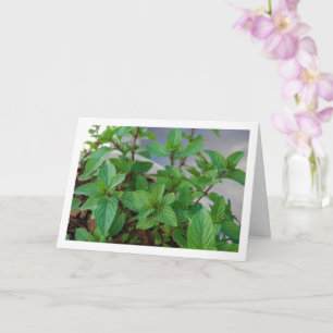 Mint Herb Plant Card