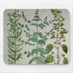 Mint: Mentha crispa Mouse Pad