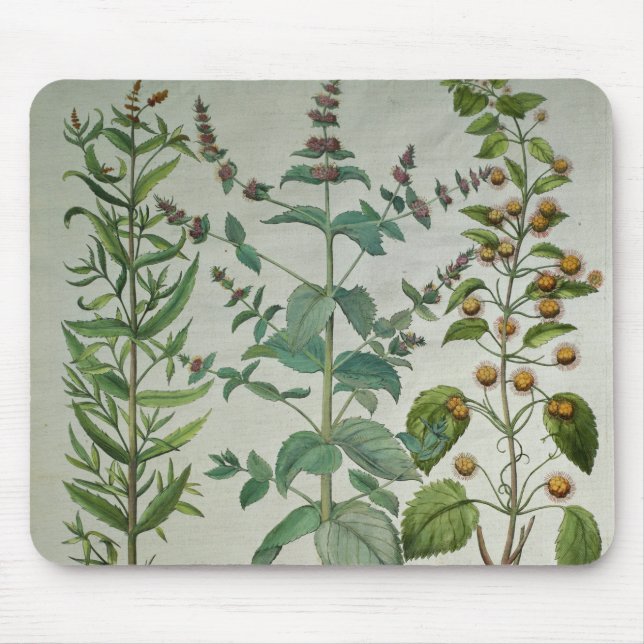 Mint: Mentha crispa Mouse Pad (Front)