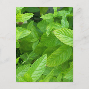 Mint Postcard