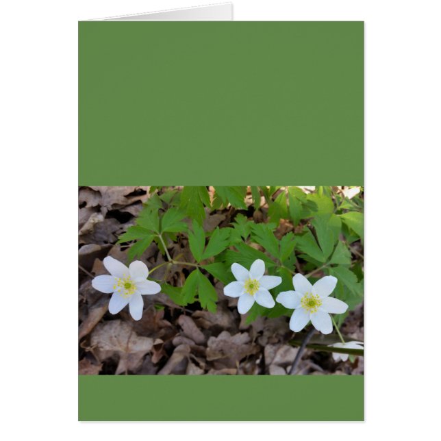 minuscule fleurs blanches (Devant)