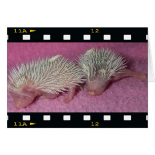 Minuscules bébés hériscins