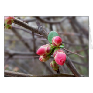 minuscules bourgeons rouges