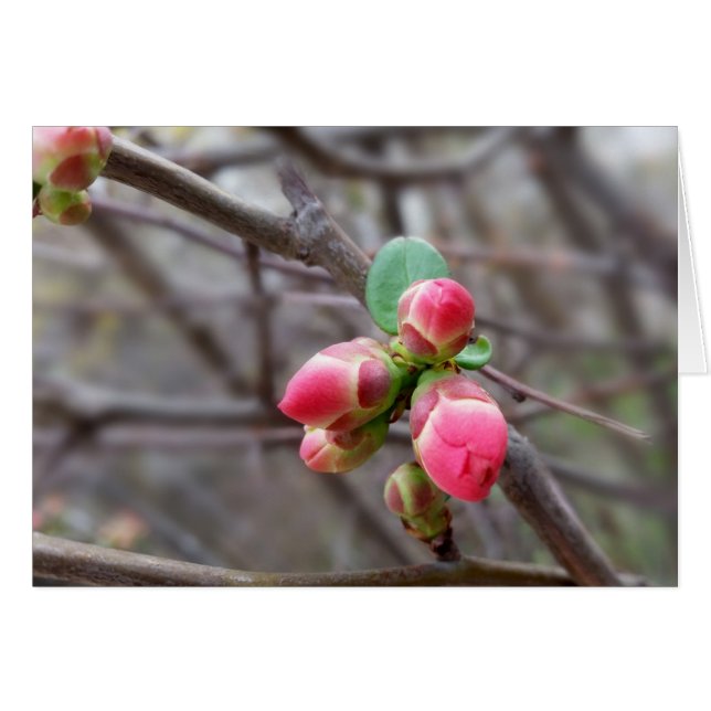 minuscules bourgeons rouges (Devant horizontal)