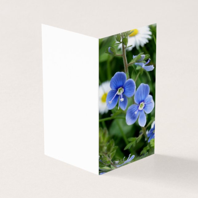 minuscules fleurs bleues (Outside)