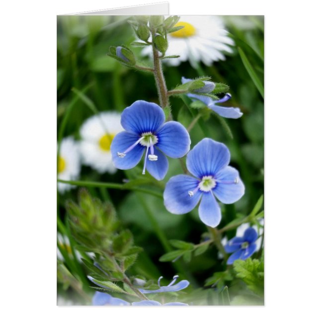 minuscules fleurs bleues (Devant)