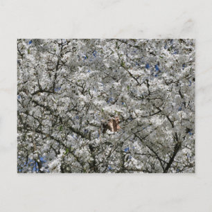 Mirabelle Blossom Postcard