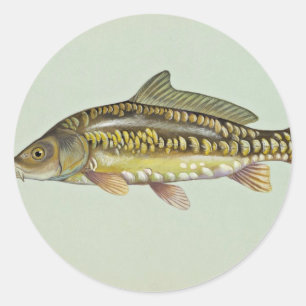Mirror carp classic round sticker