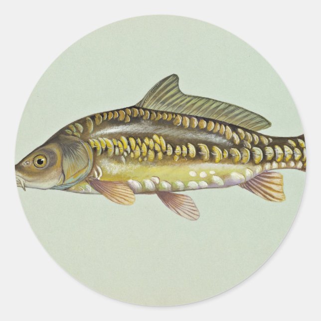 Mirror carp classic round sticker (Front)