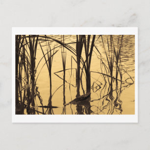 mirror is a liar postcard