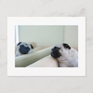 Mirror Pugs Postcard