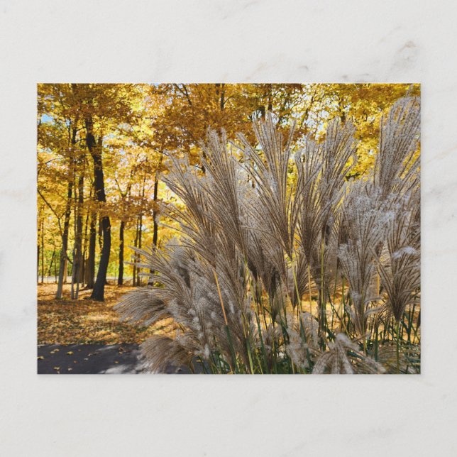 Miscanthus Maiden Grass Silver Plumes in Fall  Postcard (Front)