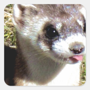 Miscellaneous - Black-Footed Ferret Stare Square Sticker