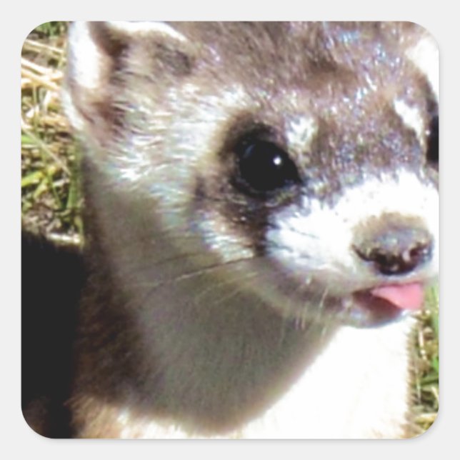 Miscellaneous - Black-Footed Ferret Stare Square Sticker (Front)