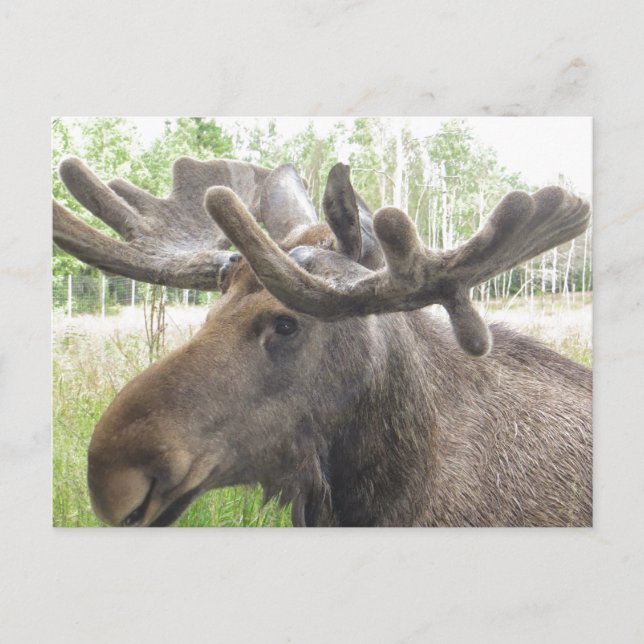 Mischievious Moose Postcard (Front)
