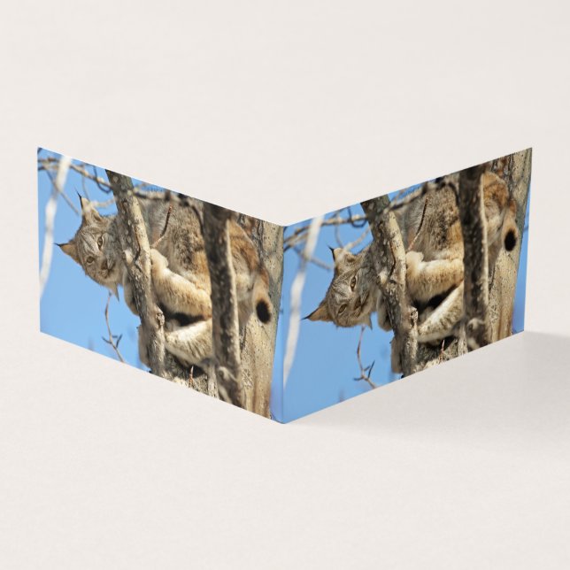 Mischievous Lynx (Outside)