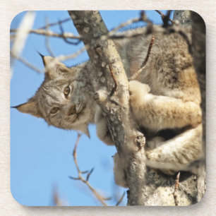 Mischievous Lynx Coaster