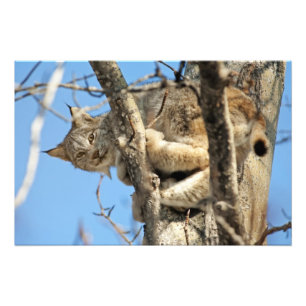 Mischievous Lynx Photo Print