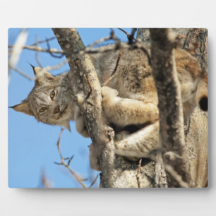 Mischievous Lynx Plaque