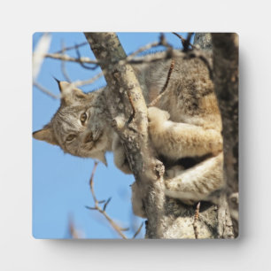 Mischievous Lynx Plaque