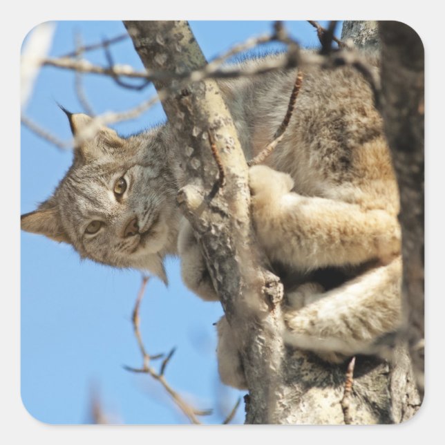 Mischievous Lynx Square Sticker (Front)