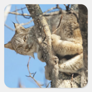 Mischievous Lynx Square Sticker