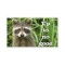 Mischievous Raccoon
