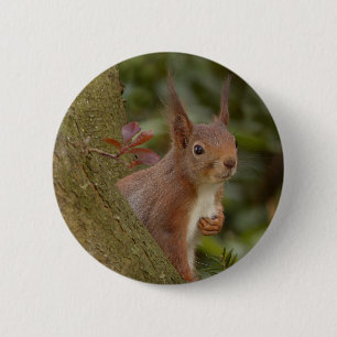 Mischievous Red Squirrel 2 Inch Round Button