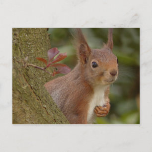 Mischievous Red Squirrel Postcard