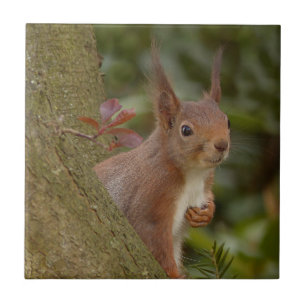 Mischievous Red Squirrel Tile