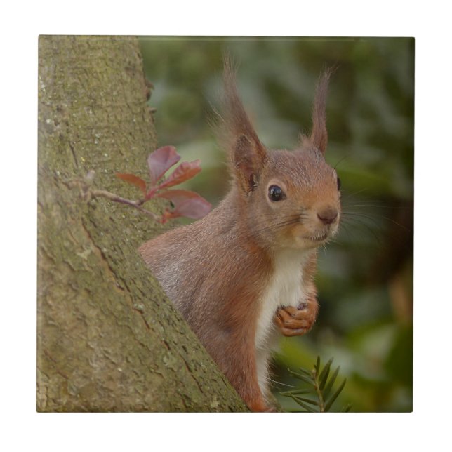 Mischievous Red Squirrel Tile (Front)