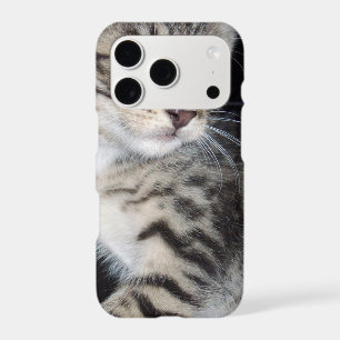 Mischievous Tabby Kitten,